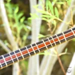 Persian Handcrafted Setar: Nehan Model